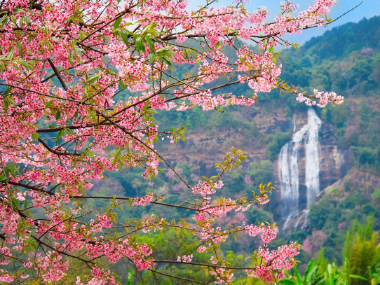 chiang mai